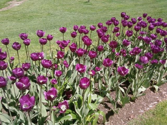 picture of dark purple tulips flowers.jpg