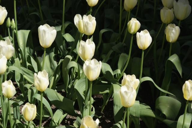 pic of white tulips.jpg