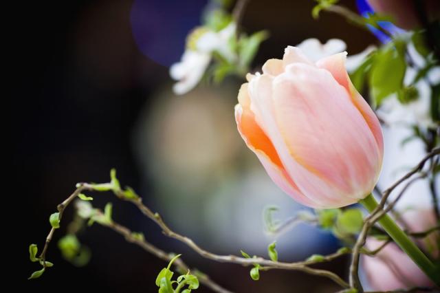 peach tulip phto.jpg