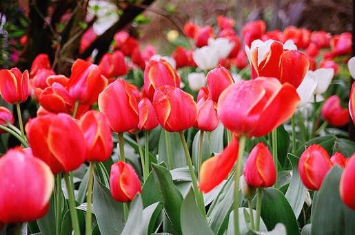 orange red tulips at Tulip Festival 2008.jpg