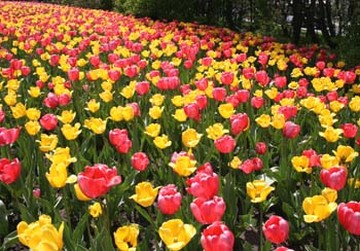 orange and pink tulips picture.jpg
