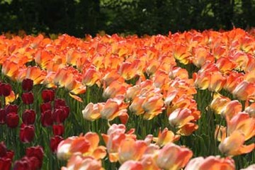 orange and dark red tulip flowers.jpg