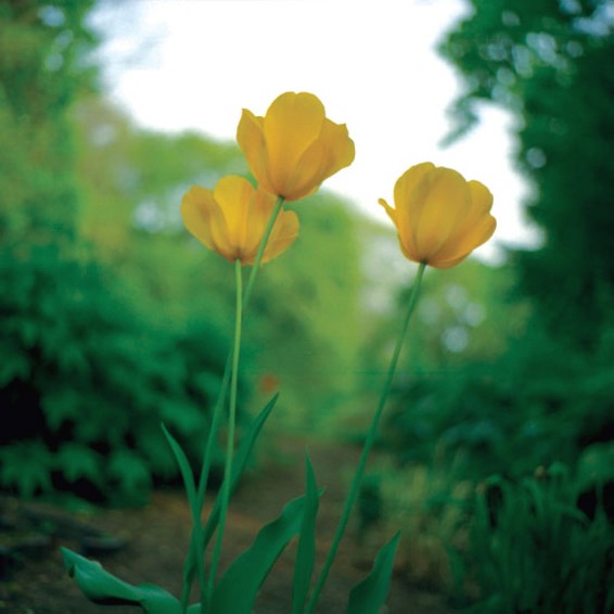 nature photo of yellow tulips.jpg