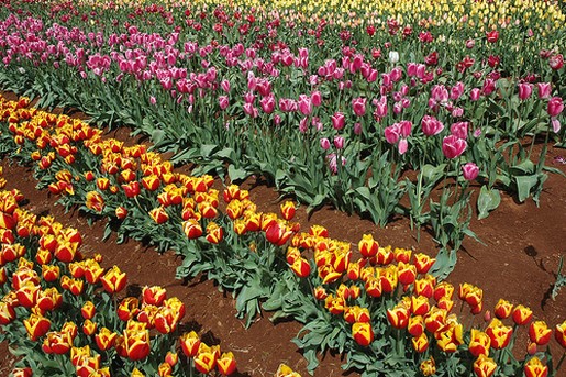 national flower tulips.jpg