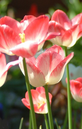 Meissner Porzellan tulips.jpg
