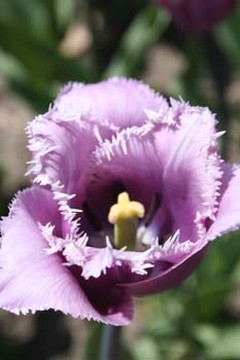 llight purple Tulip flower.jpg