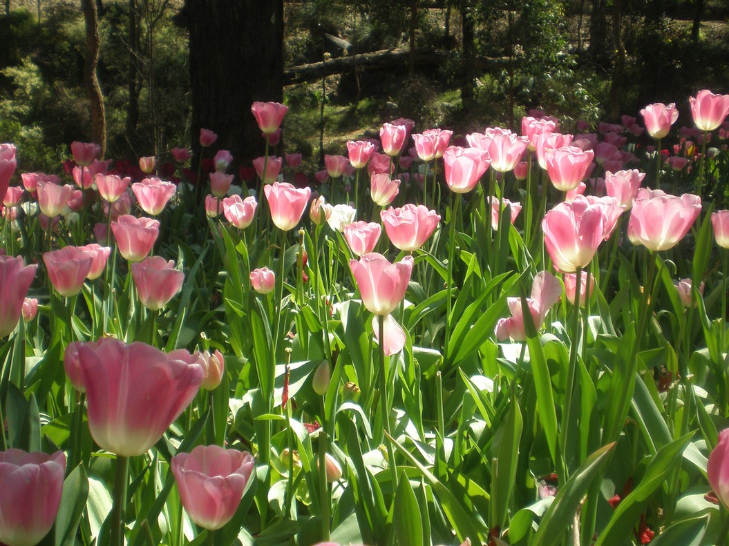 light pink tulips with white tone picture.jpg