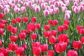 light pink and dark pink Tulip flowers.jpg