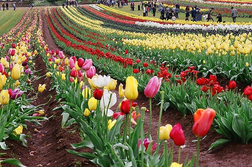 landscape tulips at Tulip Festival 2008.jpg