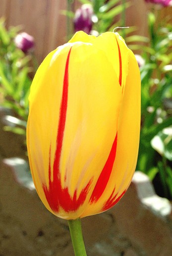 La Courtine Tulip.jpg