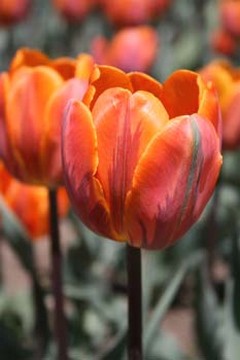 holland tulip flower.jpg