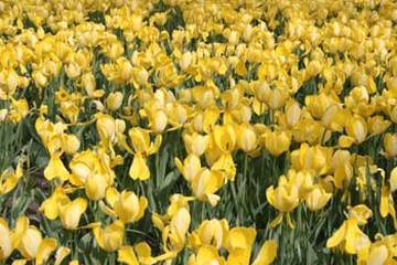 golden yellow tulips.jpg