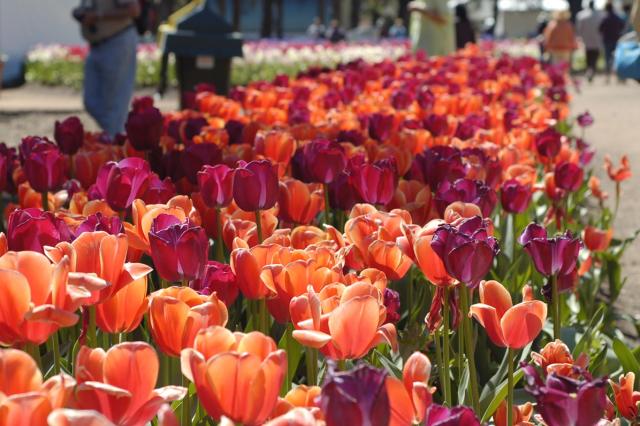 garden tulips flowers.jpg