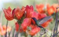 African tuliptrees.jpg