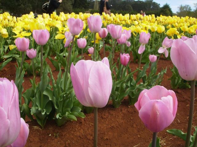 garden flower with tulips in yellow and light pink.jpg