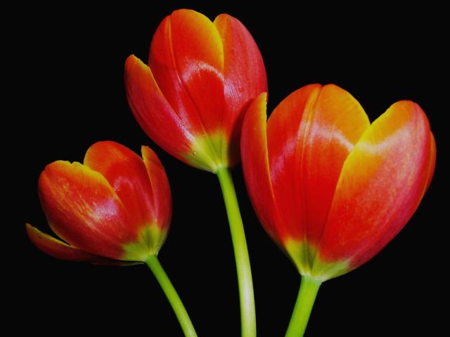 dark orange tulips with yellow tone.jpg