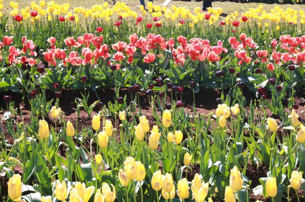 colorful Tulips.jpg