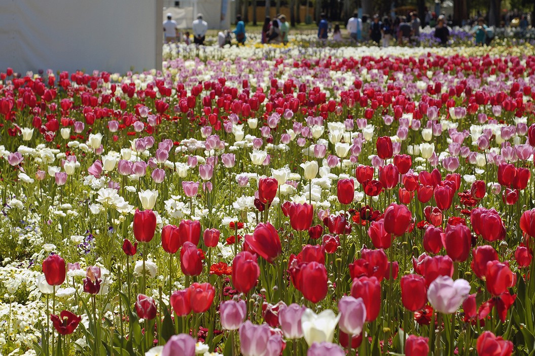 colorful picture of tulips.jpg