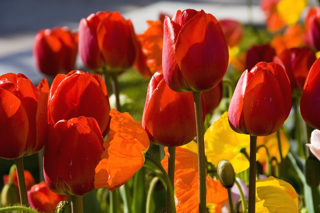 colorful flowers with tulips.jpg