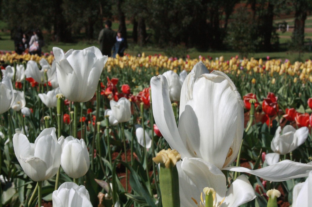 color Tulips.jpg