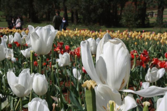 color Tulips.jpg