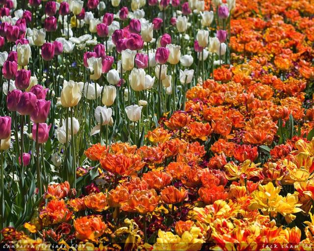 Canberra Floriade 2008_summer flowers.jpg
