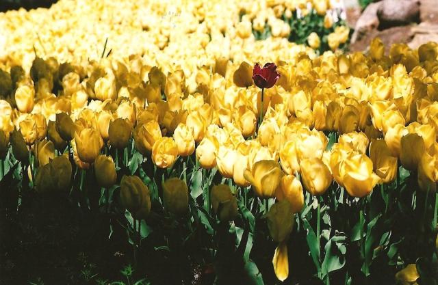 bright yellow tulips picture.jpg