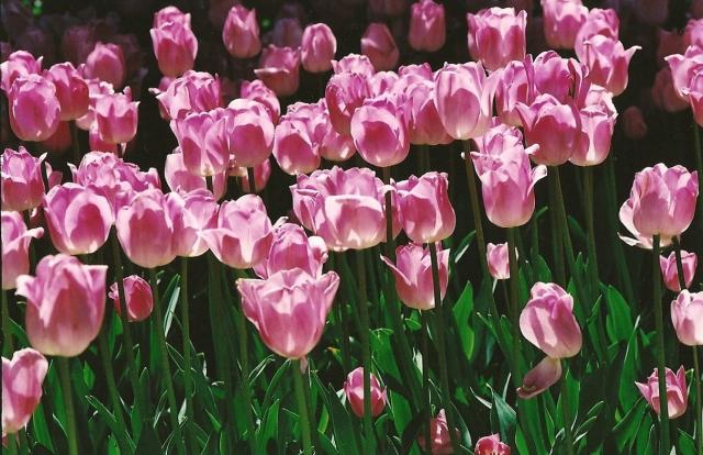 bright tulips photo.jpg