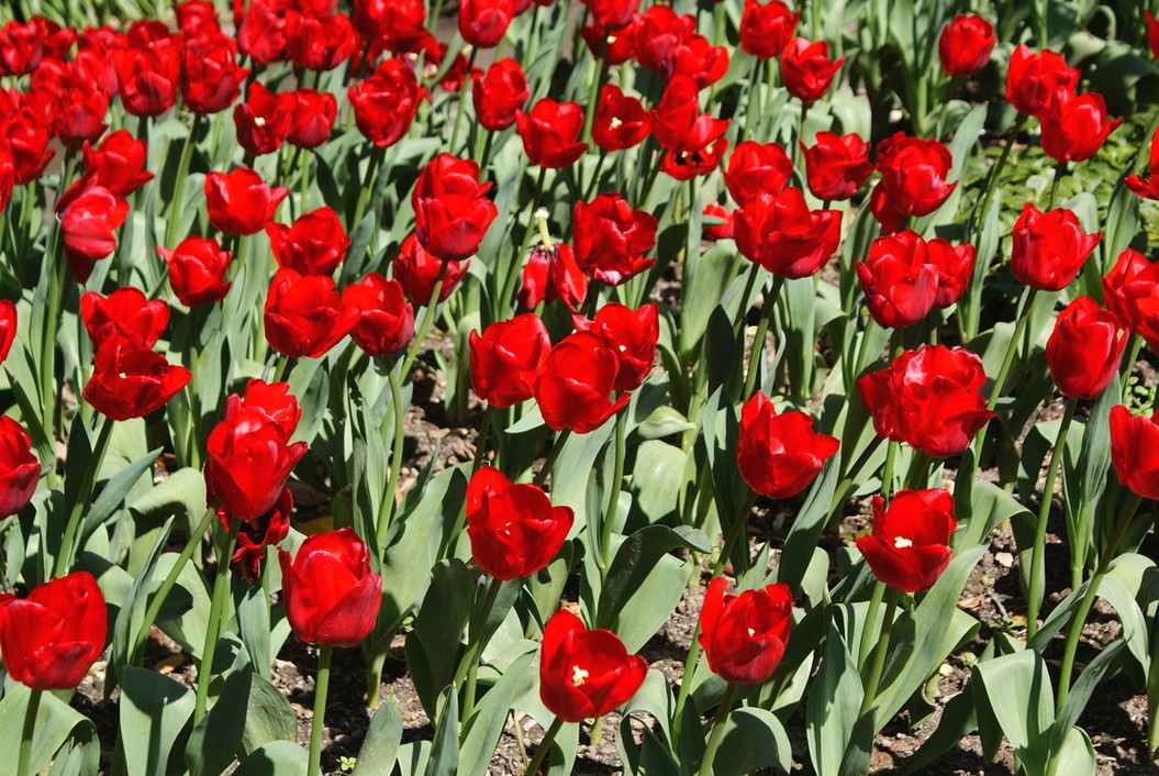 bright red tulips pictures.jpg