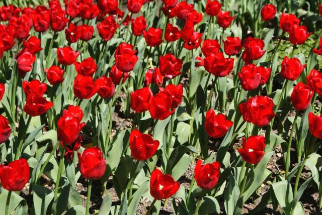 bright red tulips pictures.jpg