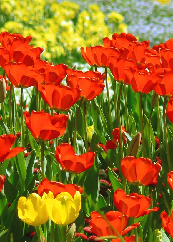 bright red tulips picture.jpg