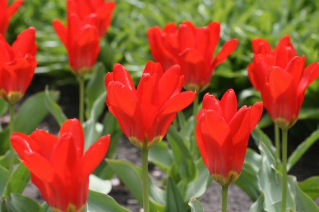 bright red tulips photo.jpg