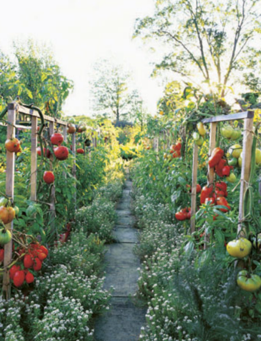Ornamental vegetable garden pictures with full of ripe tomatoes.PNG