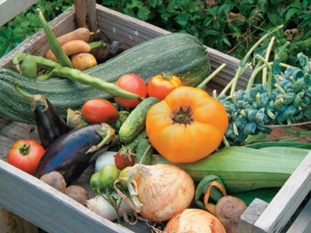 Photo of backet of home growning vegetables.PNG