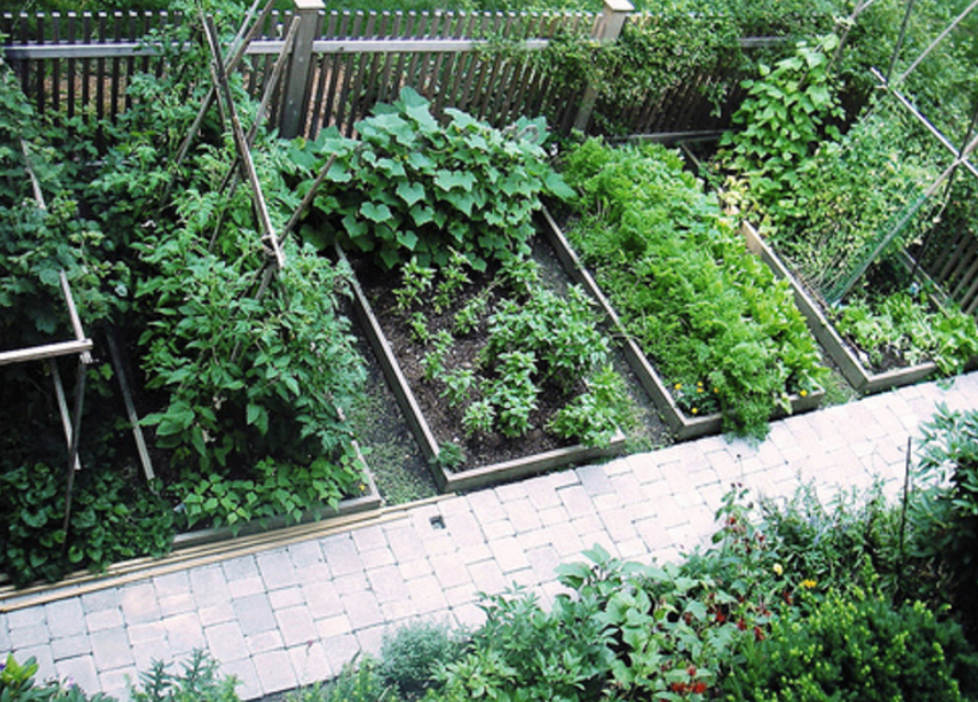 Photo of Vegetable garden layout ideas.PNG
