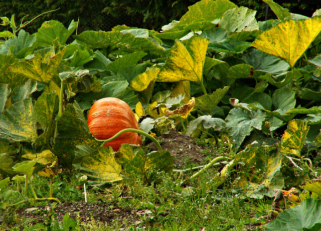 Picture of pumpkin garden with large pumpkin.PNG