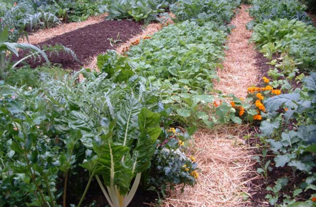 Picture of vegetable gardening tips.PNG