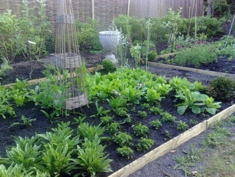 Plants garden ideas for home vegetable garden.PNG