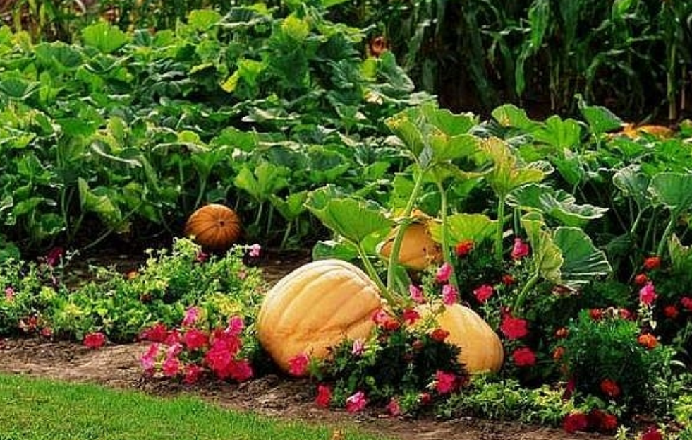Pumpkin garden pictures.PNG