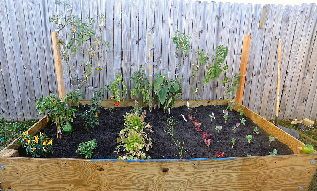 Raised vegetable bed photo.PNG