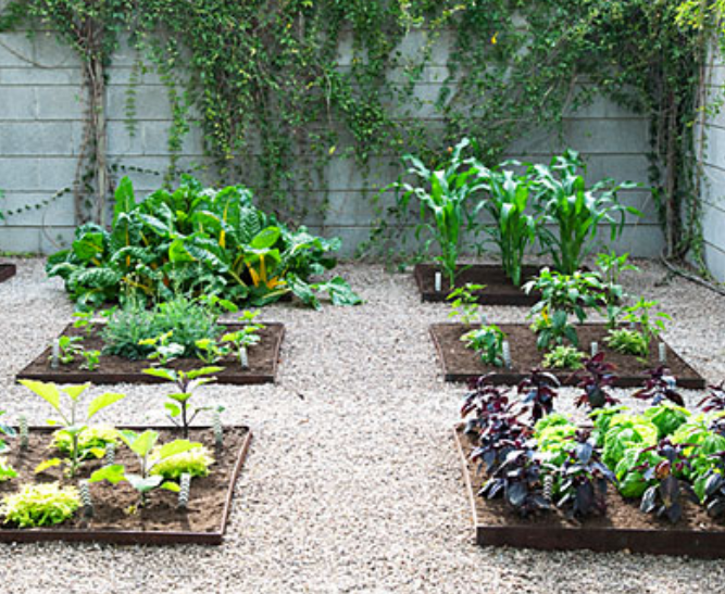 Raised vegetable beds pictures.PNG
