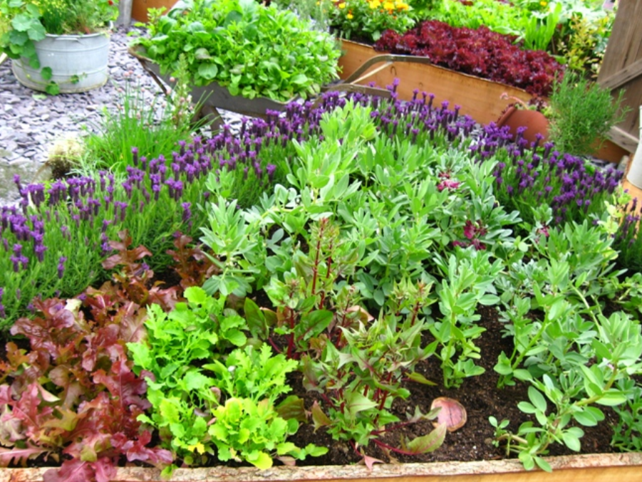 Raised-bed island garden ideas with veggies and herbs.PNG