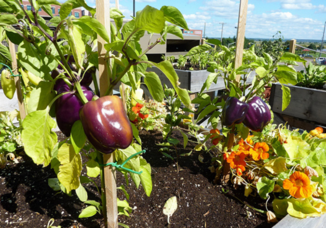 Rooftop vegetable garden growing chilies and chili peppers.PNG