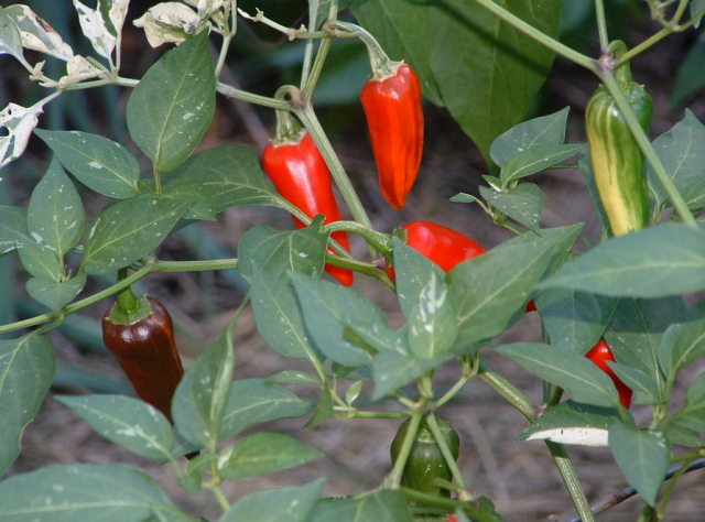 Small vegetable garden growin beautiful chili plants.PNG