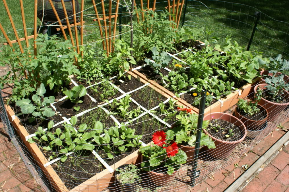 Square foot vegetable garden veggies and herbs and flowers.PNG