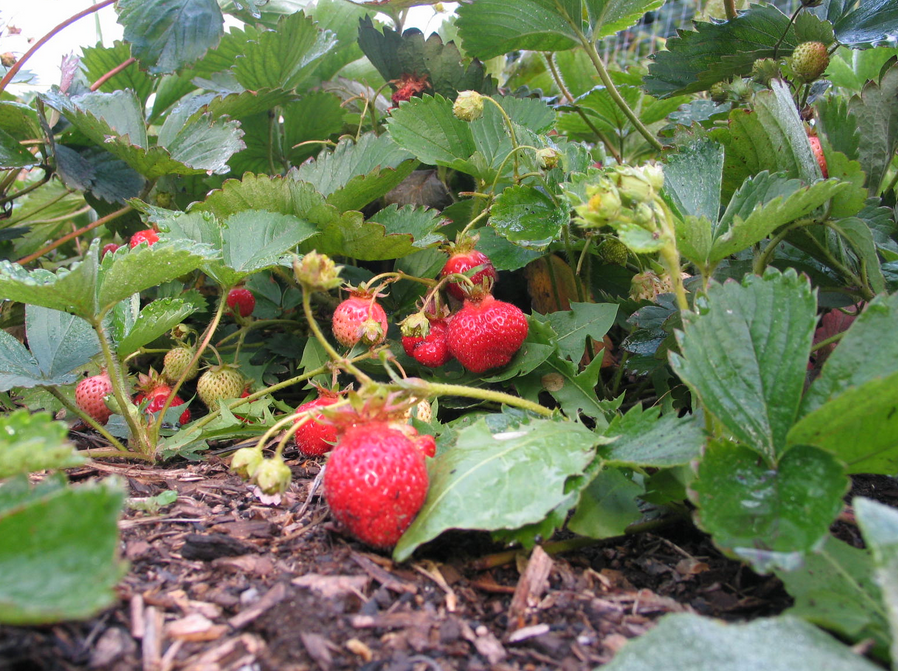 Straberries plants pictures.PNG