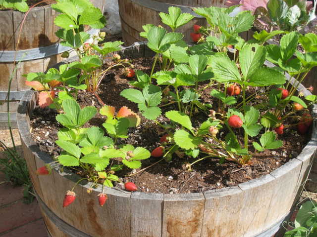 Strawberries garden growing on container.PNG