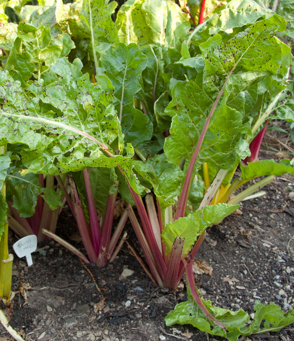 Swiss chards garden pictures.PNG