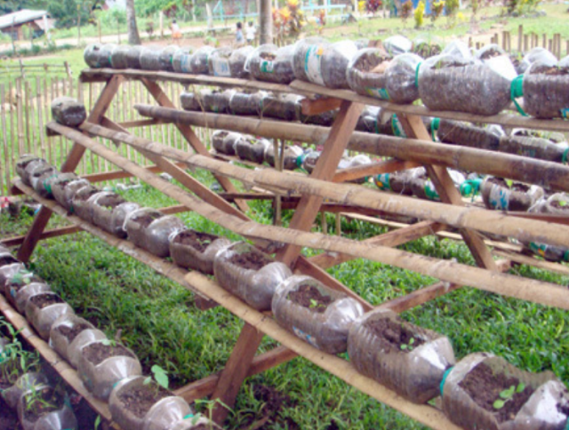 Unique garden ideas with plants growing on plastic bottles.PNG