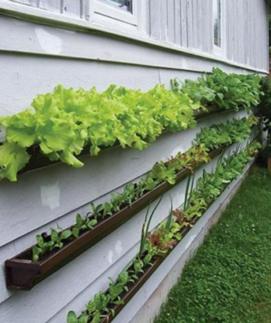 Unique vegetable garden ideas with veggies growing on gutters_gutter gardens.PNG